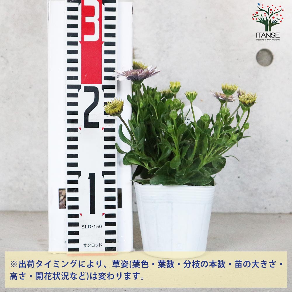 オステオスペルマム 3Dバイオレットアイス【花苗 3.5号鉢】｜ 【植物の