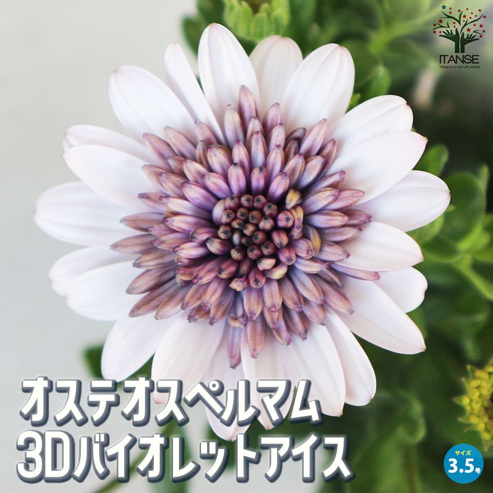 オステオスペルマム 3Dバイオレットアイス【花苗 3.5号鉢】