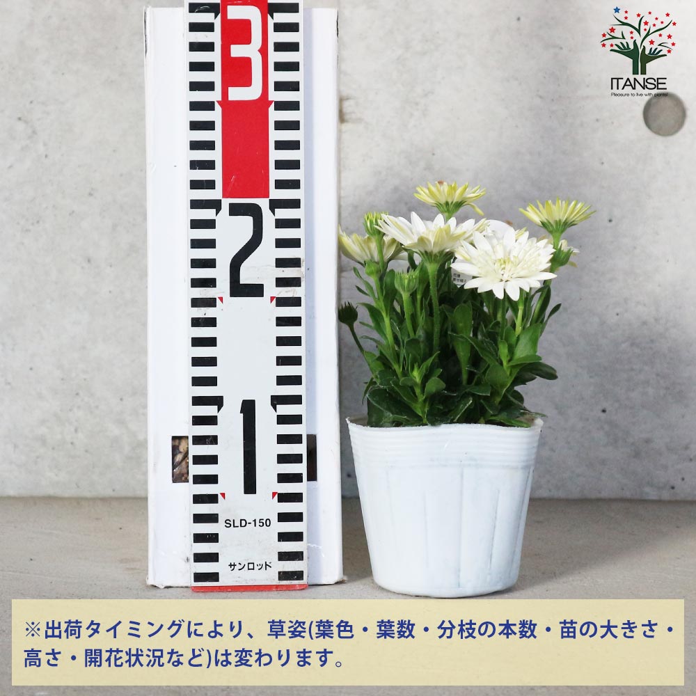 オステオスペルマム 3Dナヌーク【花苗 3.5号鉢】｜ 【植物の