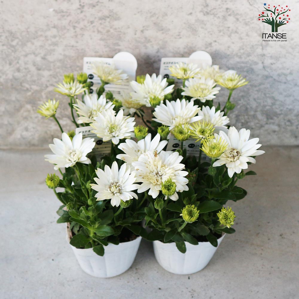 オステオスペルマム❤3苗　抜き苗 オステオスペルマム❤3苗 抜き苗 オステオスペルマム❤3苗 抜き苗