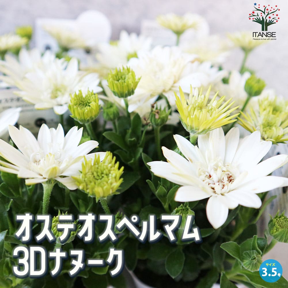 オステオスペルマム 3Dナヌーク【花苗 3.5号鉢】