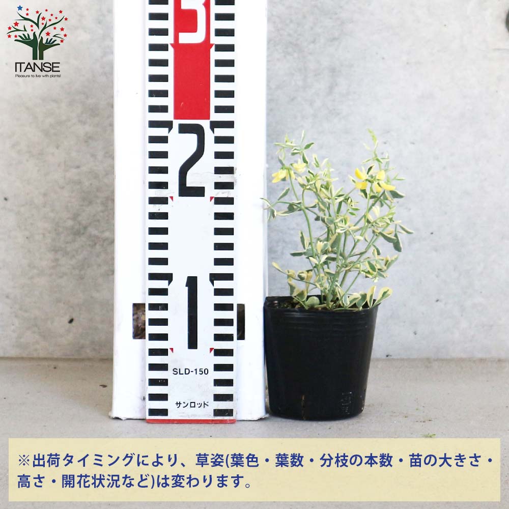 コロニラ バレンティーナ・バリエガータ(斑入りエニシダ)【花苗 3号