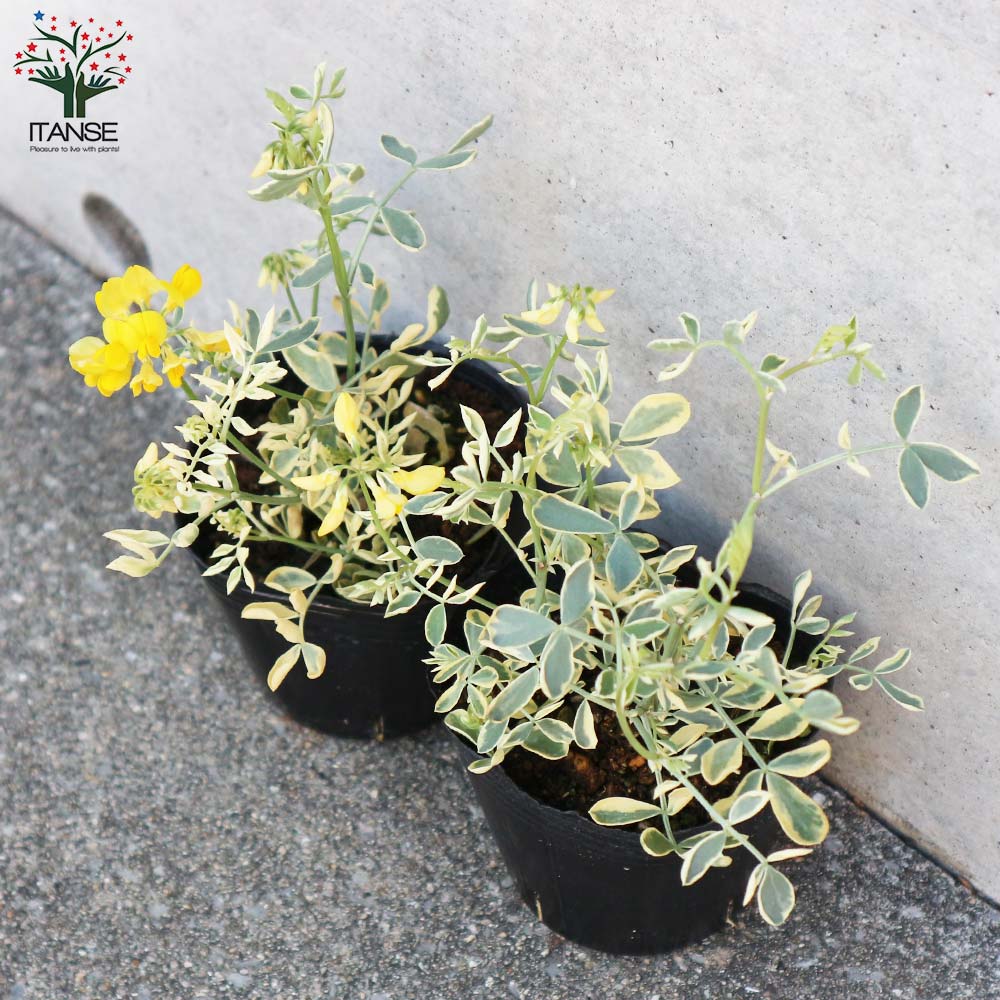 コロニラ バレンティーナ・バリエガータ(斑入りエニシダ)【花苗 3号