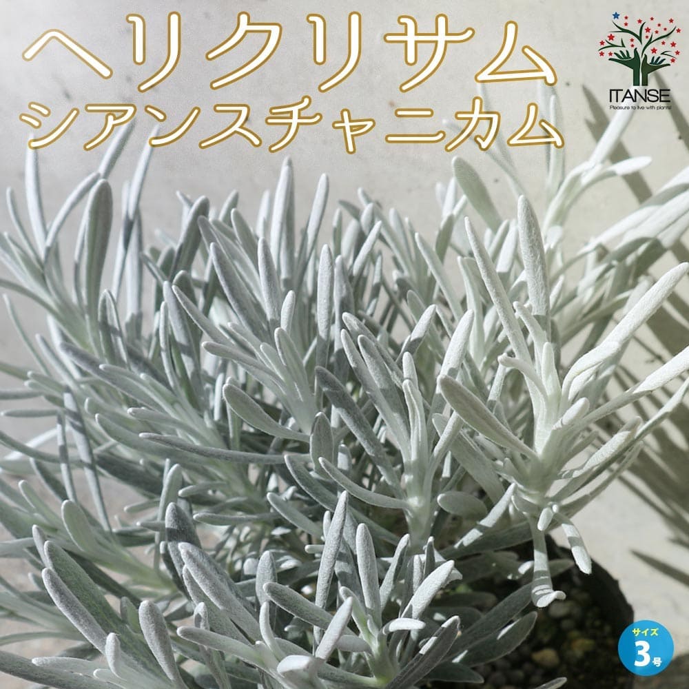 ヘリクリサム シアンスチャニカム【花苗 3号ポット】