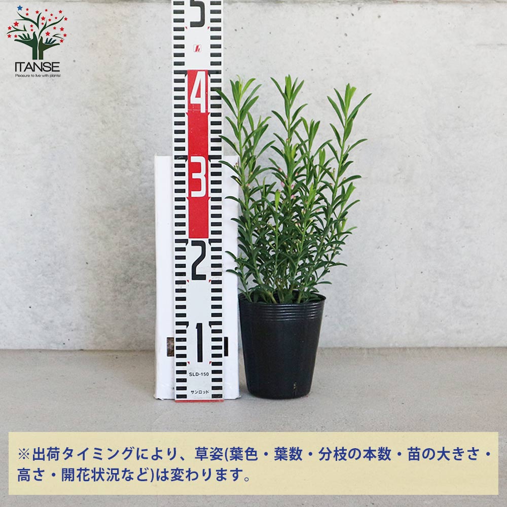 エリオステモン【花苗 3.5号ポット】｜ 【植物のITANSE】全品