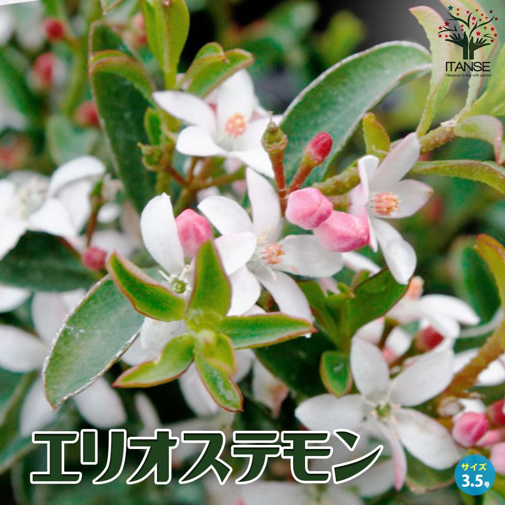 エリオステモン【花苗 3.5号ポット】｜ 【植物のITANSE