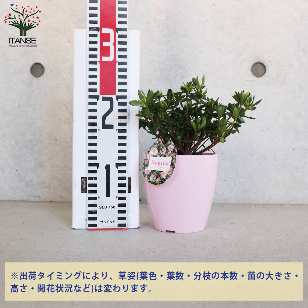クルメツツジ(久留米ツツジ) レジナ【花苗 4号鉢】｜ 【植物の