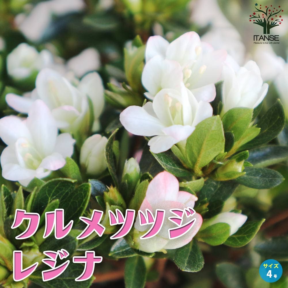 クルメツツジ(久留米ツツジ) レジナ【花苗 4号鉢】｜ 【植物の