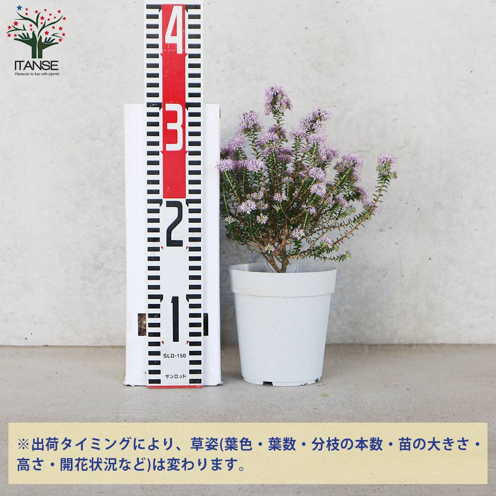 アガトスマ ピンクレディ【花苗 4号鉢】｜ 【植物のITANSE】全品