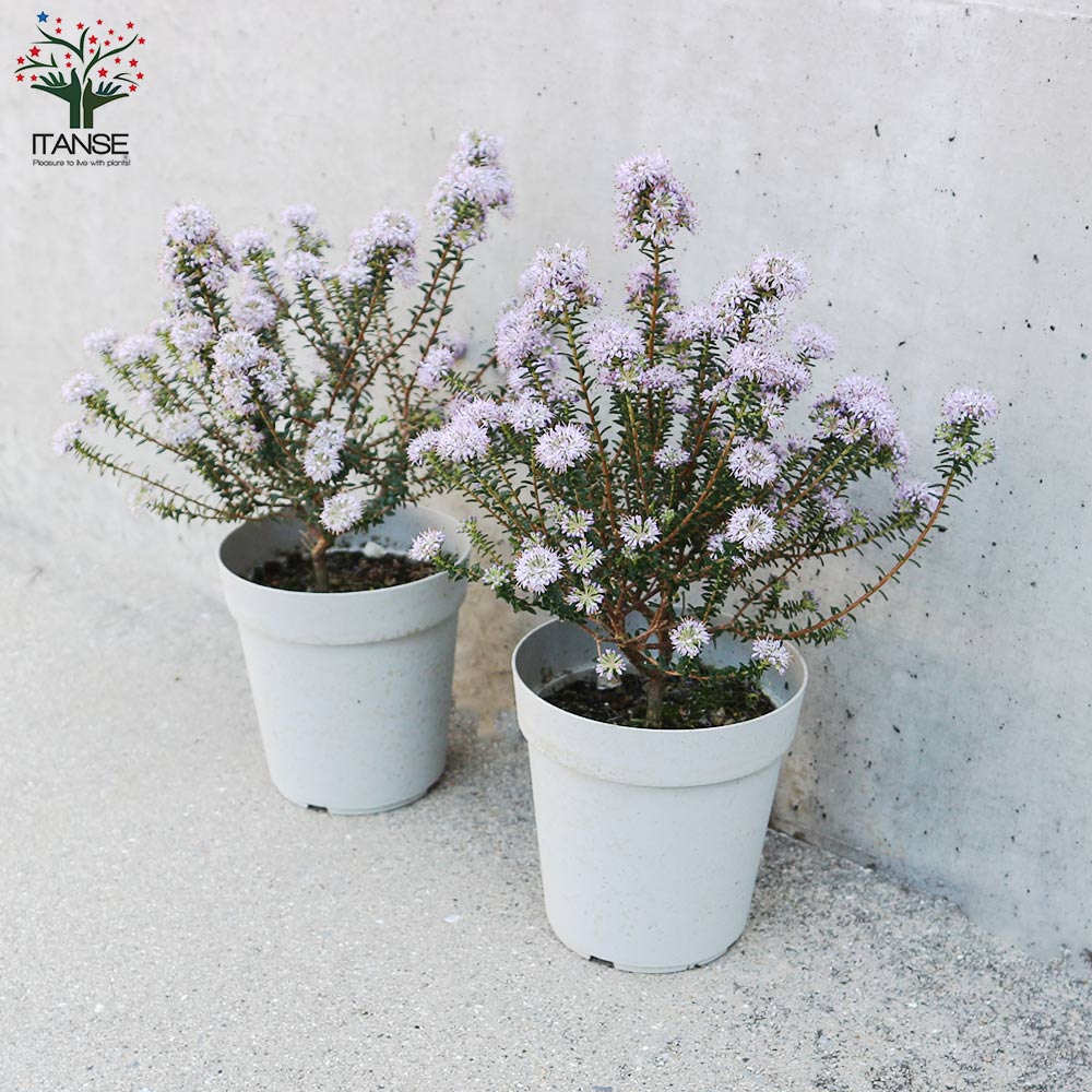 アガトスマ ピンクレディ【花苗 4号鉢】｜ 【植物のITANSE】全品