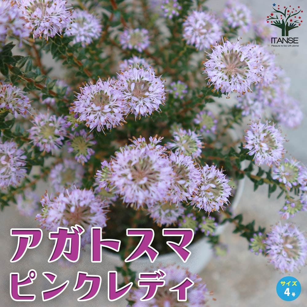 アガトスマ ピンクレディ【花苗 4号鉢】｜ 【植物のITANSE】全品