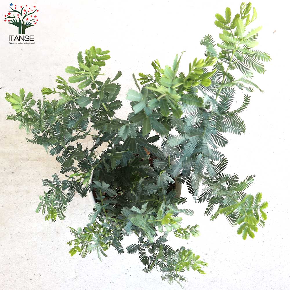 ミモザアカシア　/ 560 ミモザアカシア / 560