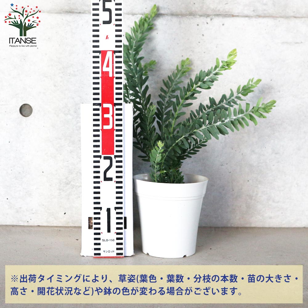 アカシア ブルーブッシュ 大苗 高さ150㌢横135㌢ 園芸ネット本店