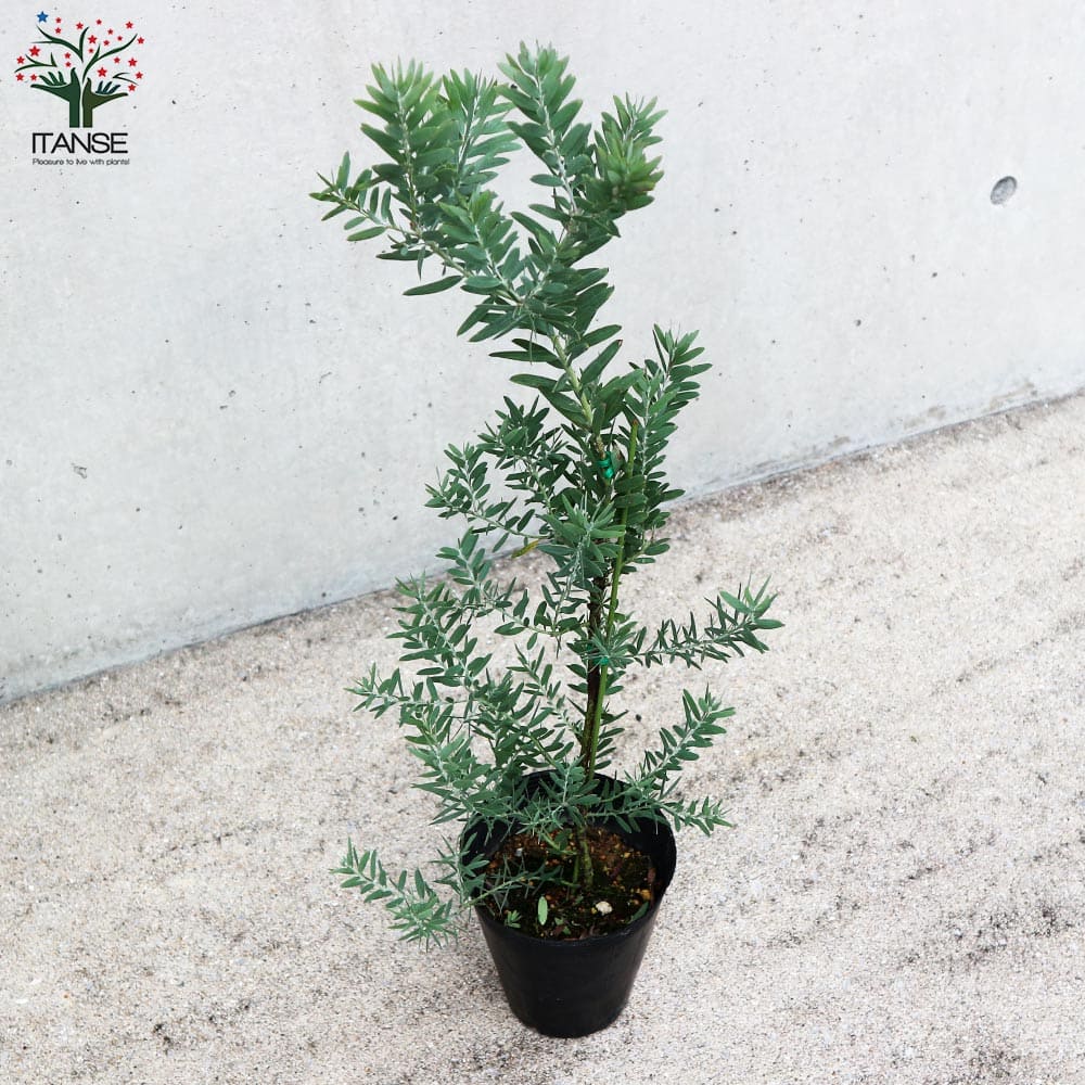 アカシア ブルーブッシュ【花苗 4.5～5号鉢】｜ 【植物のITANSE