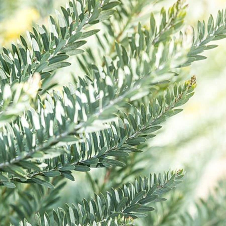 アカシア ブルーブッシュ【花苗 4.5～5号鉢】