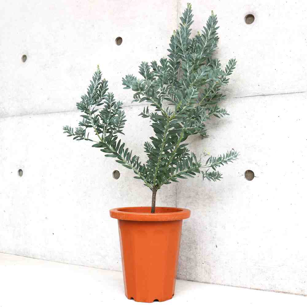 アカシア ブルーブッシュ【花苗 7号茶鉢】