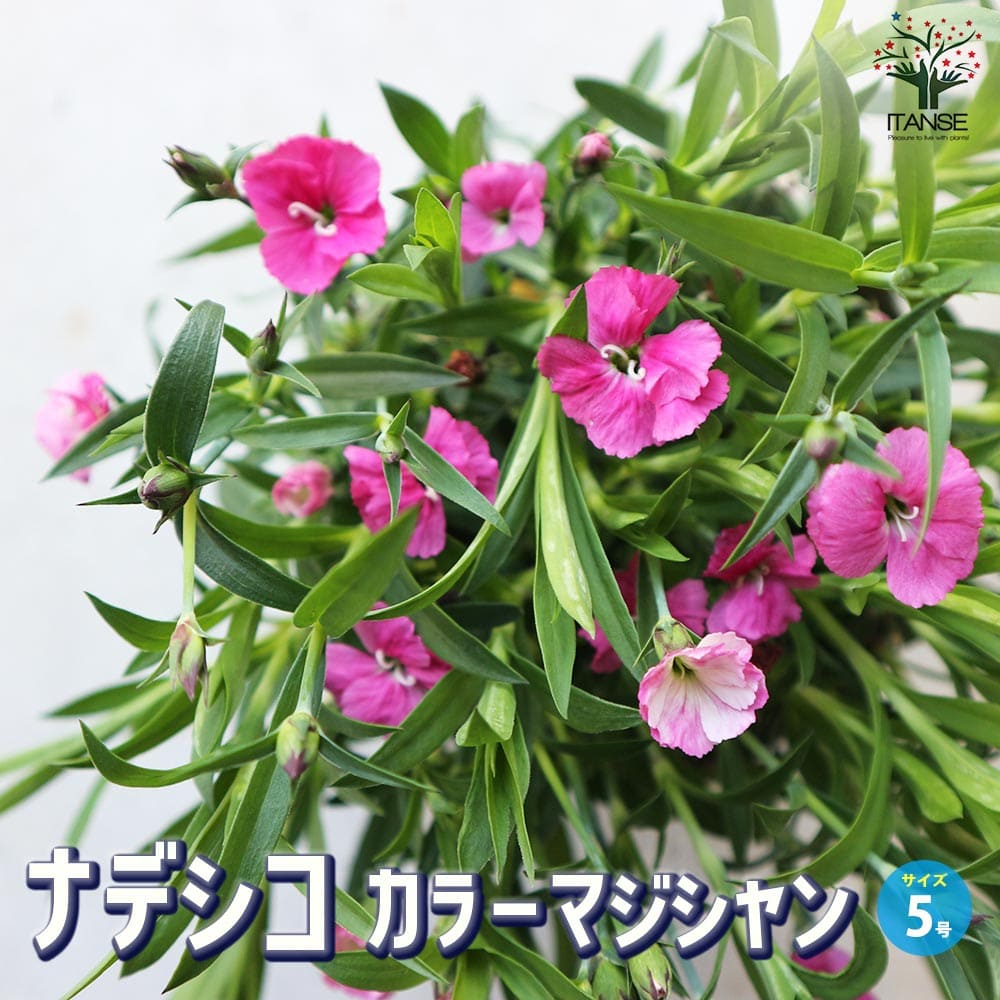 ナデシコ カラーマジシャン【花苗 5号ポット】
