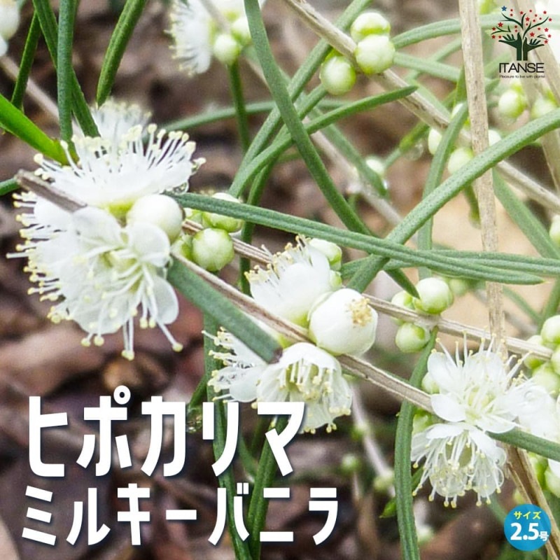 ライチ取木苗木(大) レイシ 台湾玉荷苞 改良種セスの笑顔 ライチ