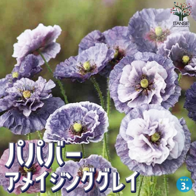 原種系チューリップ レディージェーン 芽出し苗 【花苗 3号】｜ 【植物