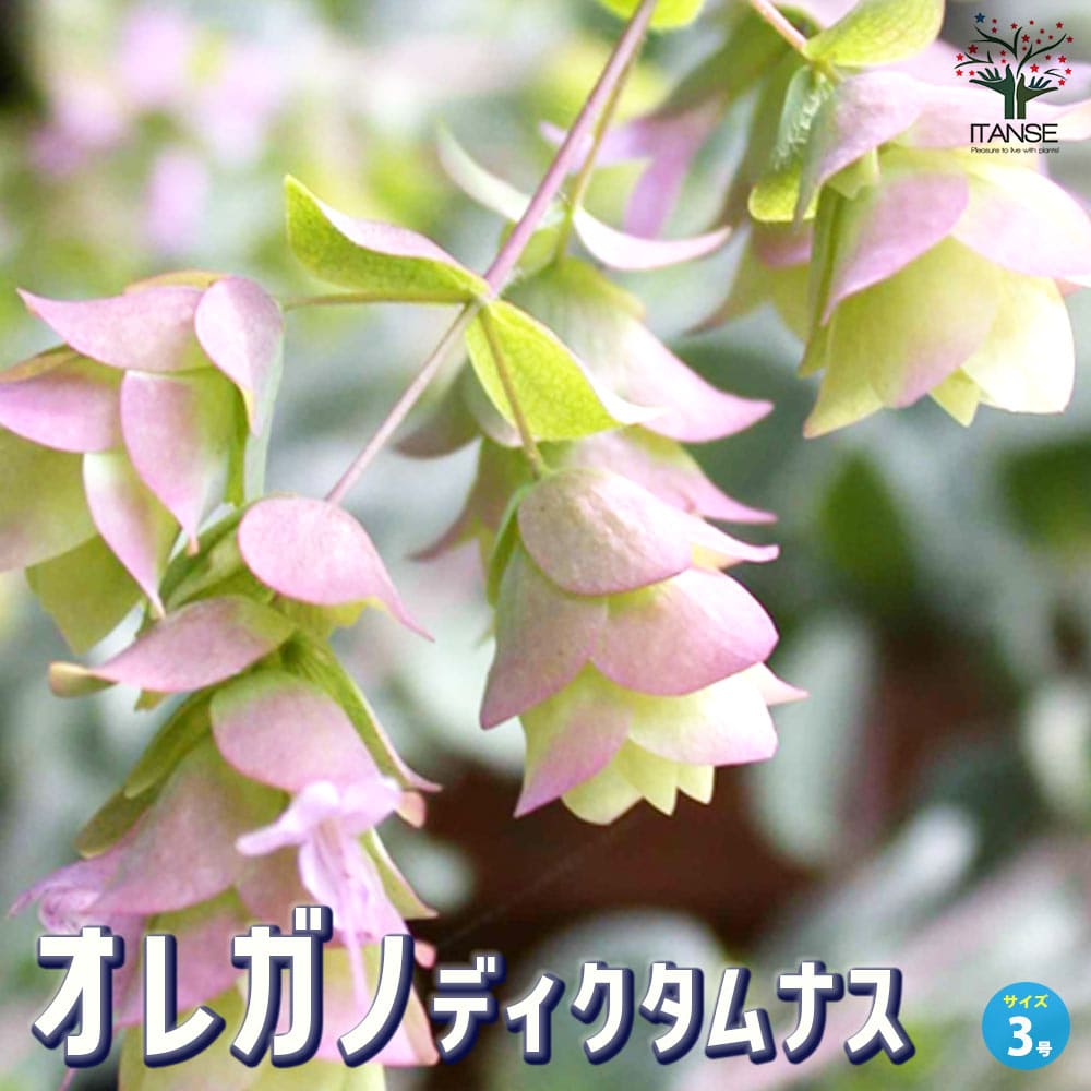 オレガノ ディクタムナス【花苗 3号ポット】