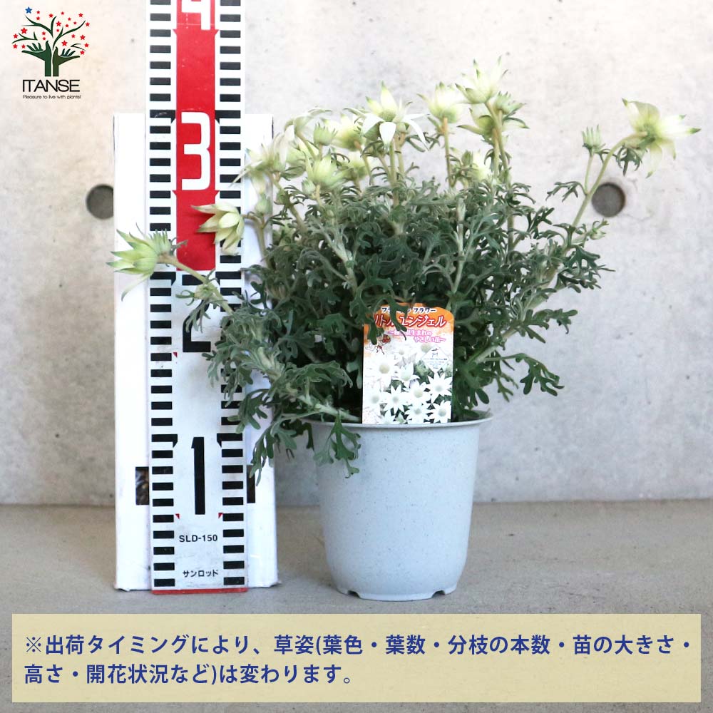 園芸 インテリア ポット ネイチャーズキャスト バレル M 46/B 1個入り kol-nc3h4e [p329] （代引き不可） 花・観葉植物用ポット ネイチャーズキャスト バレル M 46⁄B グレー（1