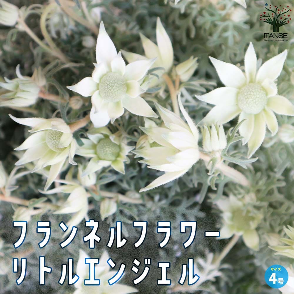 フランネルフラワー リトルエンジェル【花苗 4号ポット】
