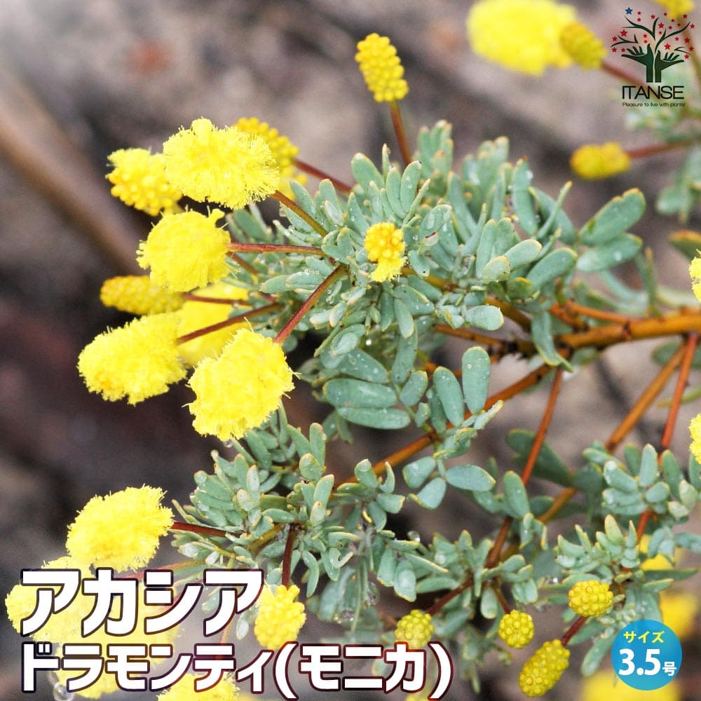 アカシア ドラモンティ(モニカ)【花苗 3.5号ポット】