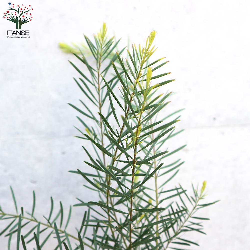 アカシア ブアマニー(スノーウィーリバーワトル)【花苗 3.5号ポット