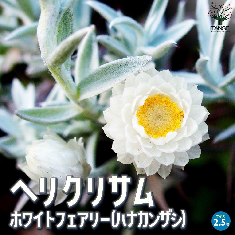 ヘリクリサム ホワイトフェアリー(ハナカンザシ)【花苗 2.5号ポット】
