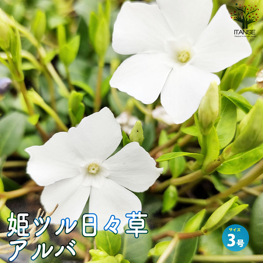 姫ツル日々草(ヒメツルニチニチソウ) アルバ【花苗 3号ポット】
