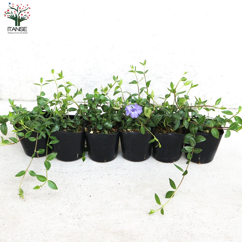 姫ツル日々草(ヒメツルニチニチソウ) ブルーダブル【花苗 3号ポット