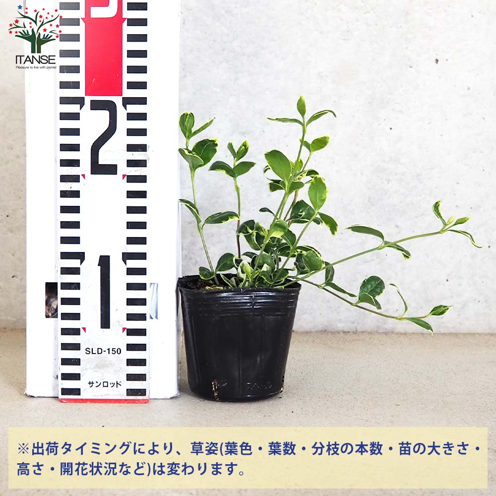姫ツル日々草(ヒメツルニチニチソウ) スターリングシルバー【花苗 3号