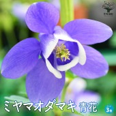 ミヤマオダマキ 青花【花苗 3号ポット】|花苗
