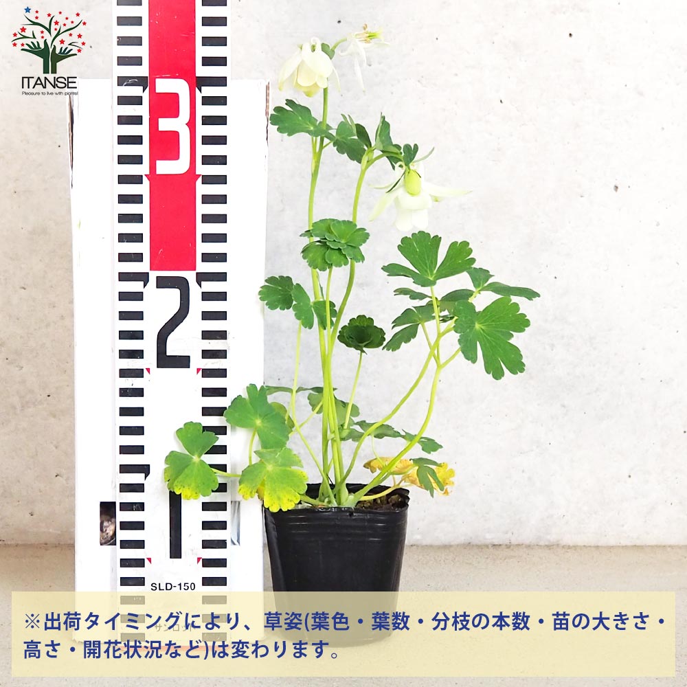 ミヤマオダマキ 白花【花苗 3号ポット】｜ 【植物のITANSE】全品