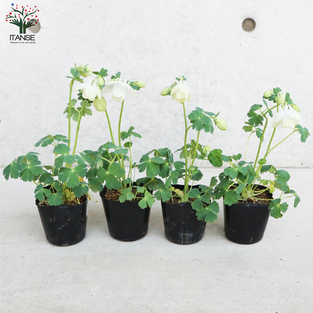 ミヤマオダマキ 白花【花苗 3号ポット】｜ 【植物のITANSE】全品