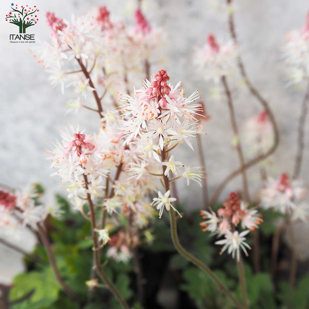 ティアラスプリングシンフォニー 楽天市場】ティアレラ 'スプリング シンフォニー' : おぎはら植物園