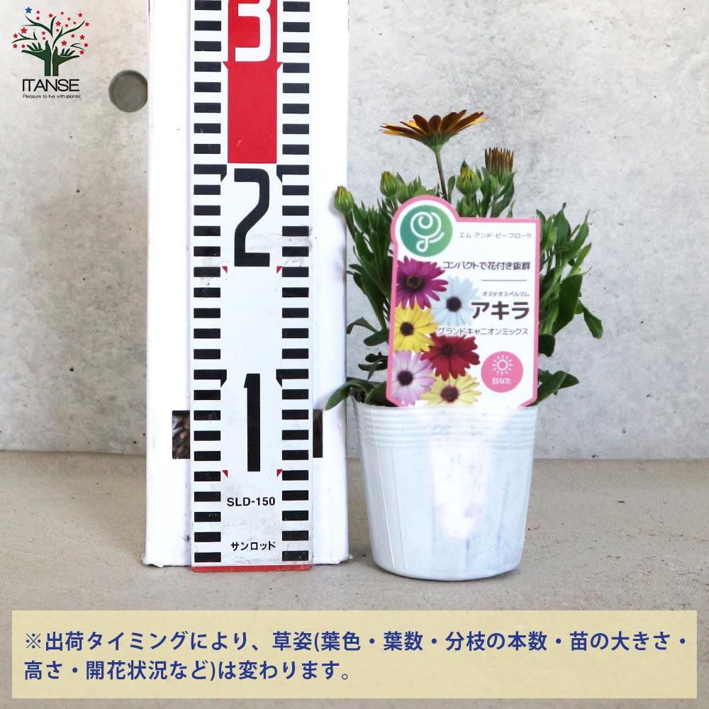 オステオスペルマム アキラ グランドキャニオン 花色見計らいセット3個