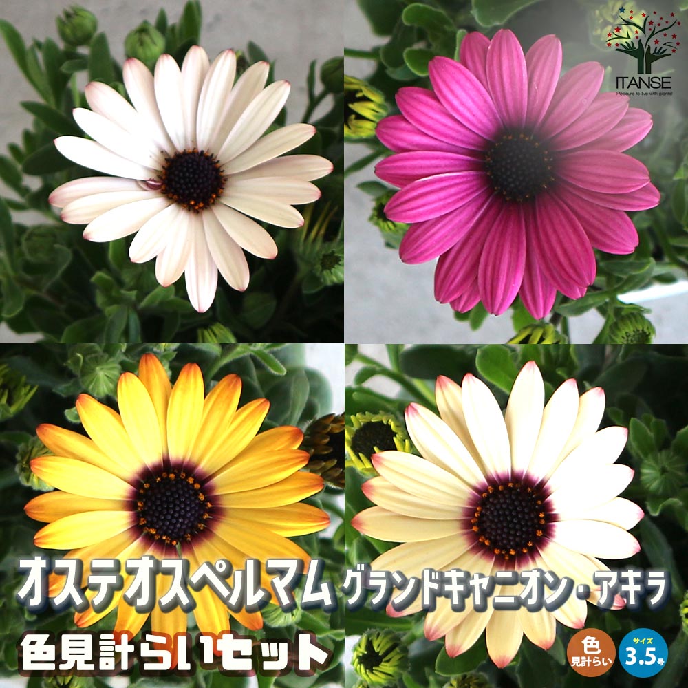 オステオスペルマム アキラ グランドキャニオン 花色見計らいセット3個～【花苗 3.5号鉢】
