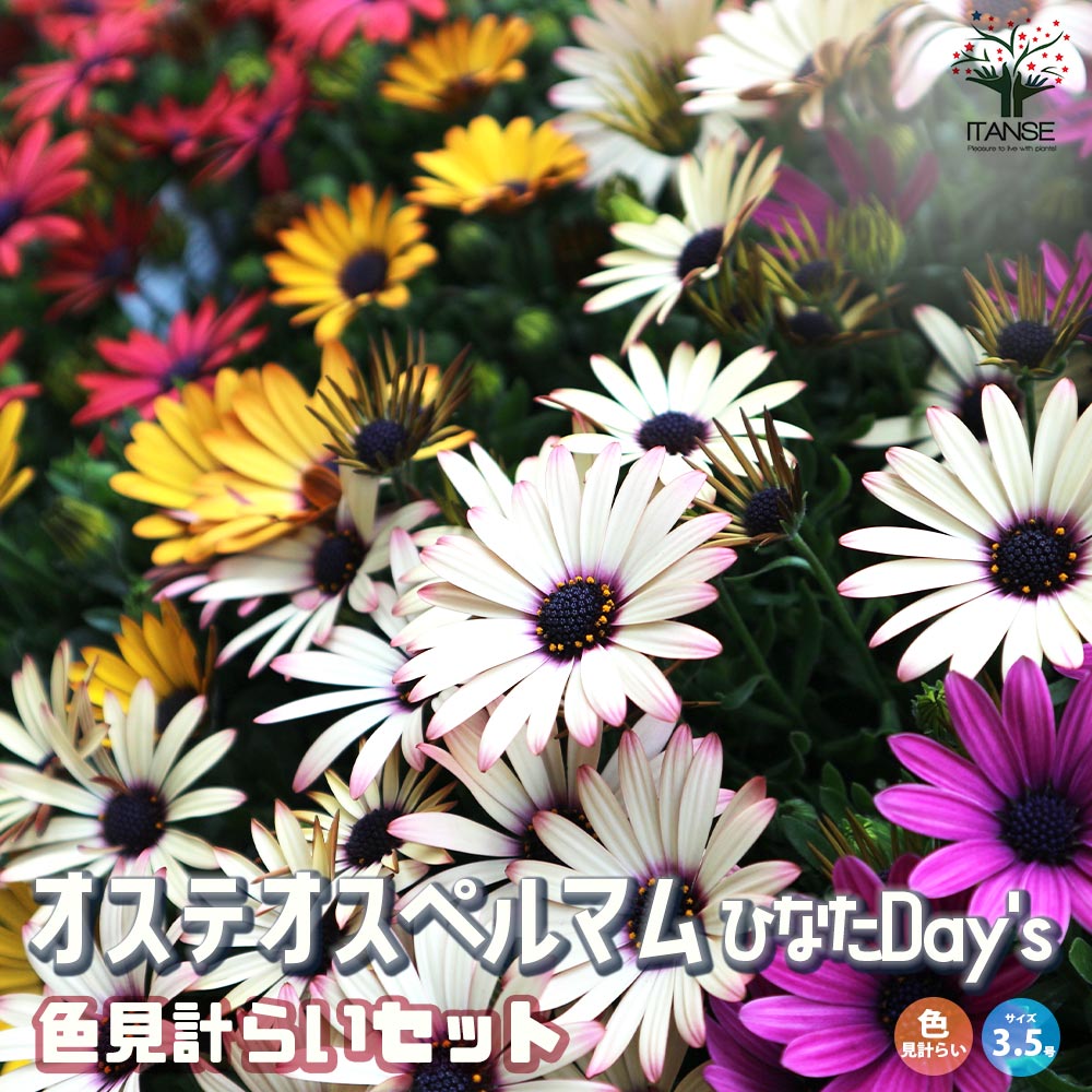オステオスペルマム ひなたDays 花色見計らいセット2個～【花苗 3.5号鉢】