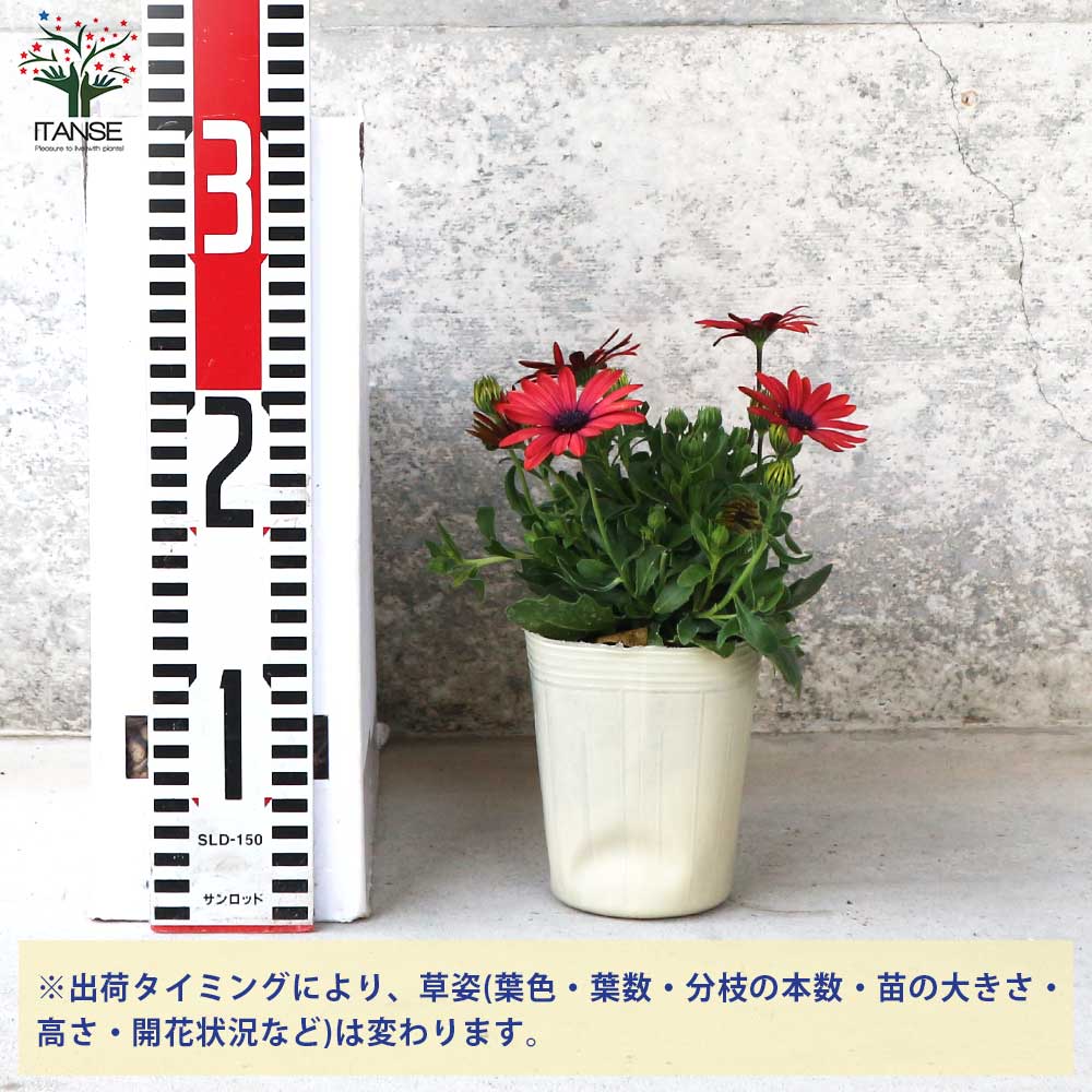 オステオスペルマム ひなたDays 花色見計らいセット2個～【花苗 3.5号