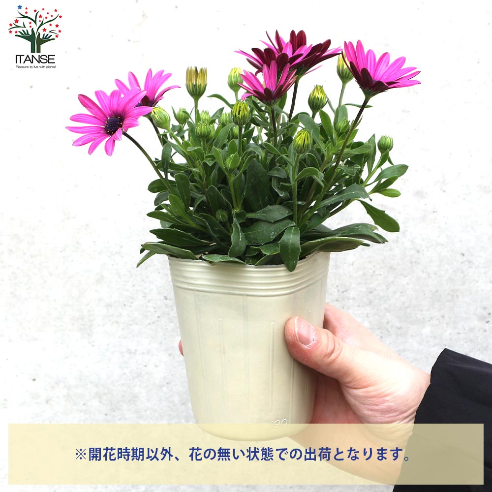 オステオスペルマム ひなたDays 花色見計らいセット2個～【花苗 3.5号