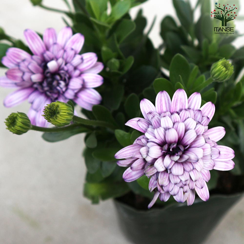 オステオスペルマム挿し木苗3種セット オステオスペルマム挿し木苗3種