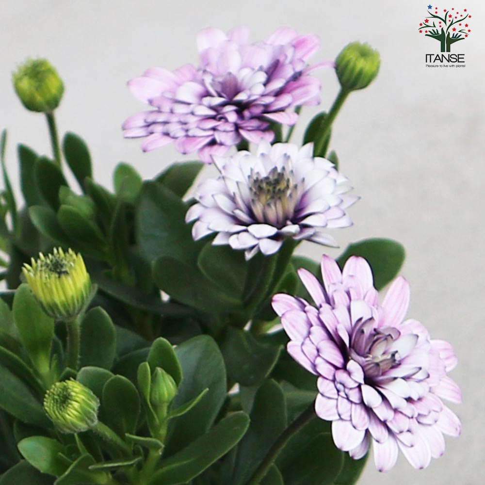 オステオスペルマム挿し木苗3種セット オステオスペルマム挿し木苗3種セット オステオスペルマム挿し木苗3種