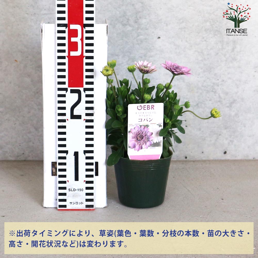 オステオスペルマム コパン【花苗 3.5号ポット】｜ 【植物の