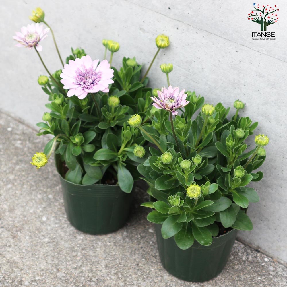 オステオスペルマム コパン【花苗 3.5号ポット】｜ 【植物の