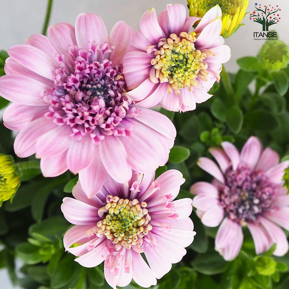 オステオスペルマム コパン【花苗 3.5号ポット】｜ 【植物の