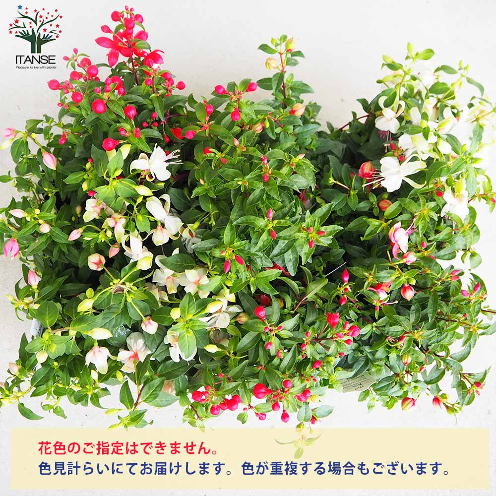 フクシア プーニー 色MIX見計らい2個～【花苗 3.5号ポット