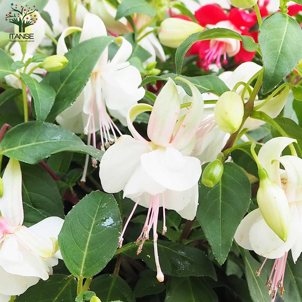 フクシア 苗 N1 フクシア 苗 N1 フクシア 苗 N1