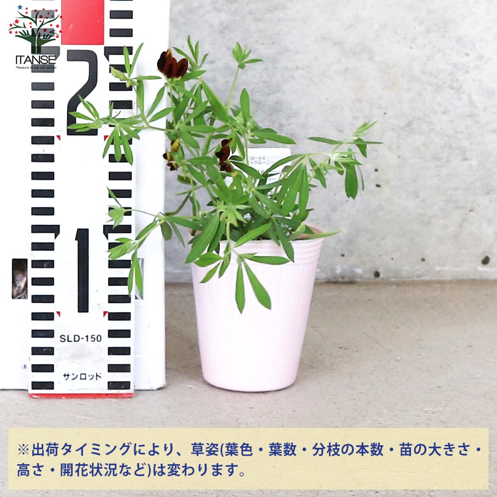 ロータス ブラックムーニー【花苗 2.5号ポット】｜ 【植物の