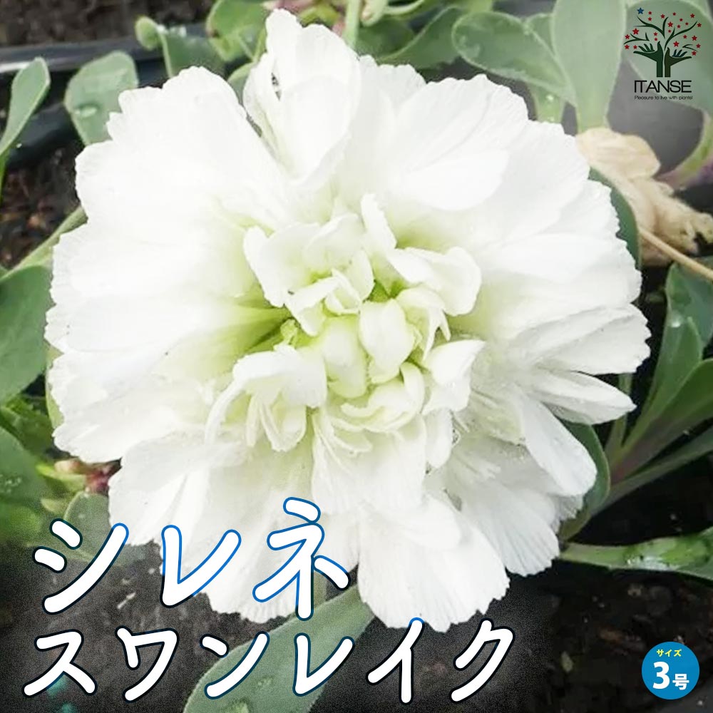 シレネ スワンレイク【花苗 3号ポット】